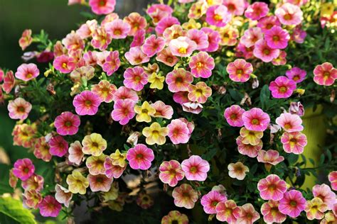 Pink And Yellow Mini Petunias Free Stock Photo - Public Domain Pictures