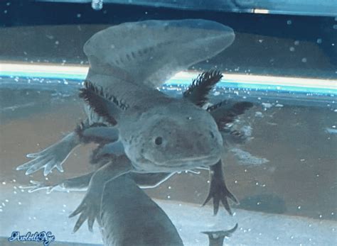 Melanoid Axolotl - Axolotls NYC