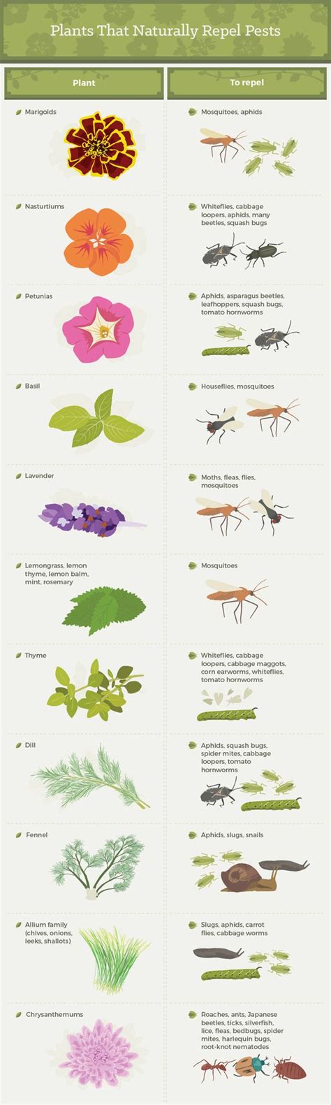 Everything You Need To Know About Getting Rid Of Common Garden Pests