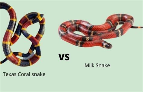 Coral Snake Vs Milk Snake