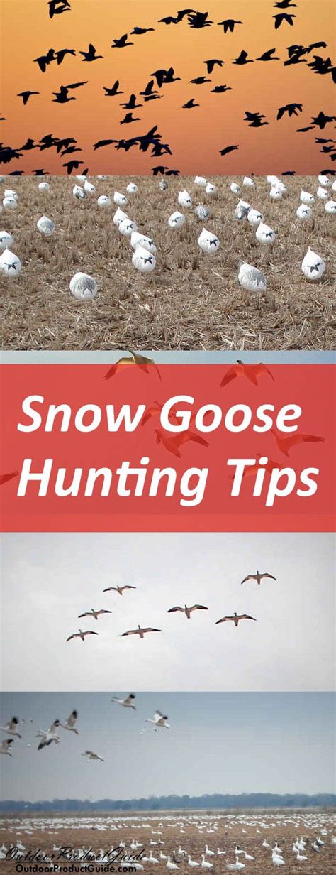 Snow Goose Hunting Tips for Beginners. These are the top 10 best tactics and tricks for hunting ...