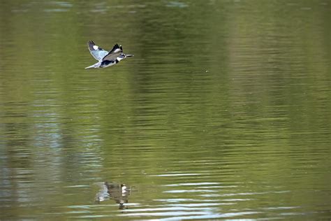 Belted Kingfisher Flying Low Photograph by Ira Marcus | Fine Art America