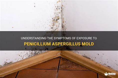 Understanding The Symptoms Of Exposure To Penicillium Aspergillus Mold ...