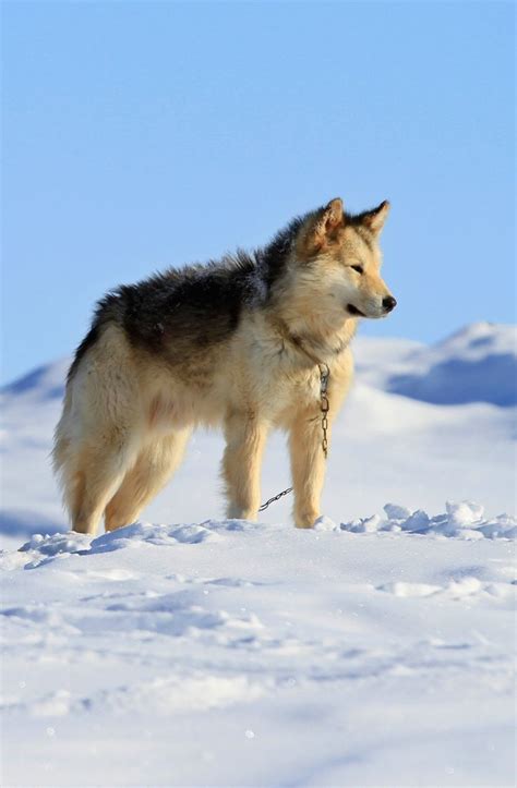 Greenland dogs | Greenland dog, Outside dogs, Dogs