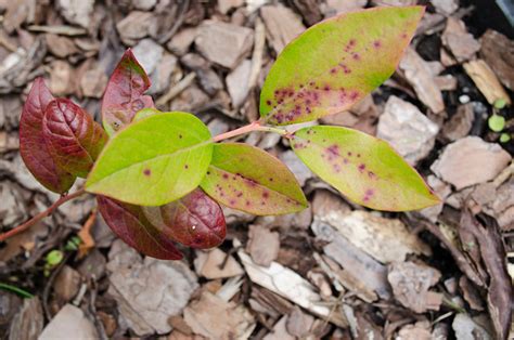 Blueberry leaves turning red with spots