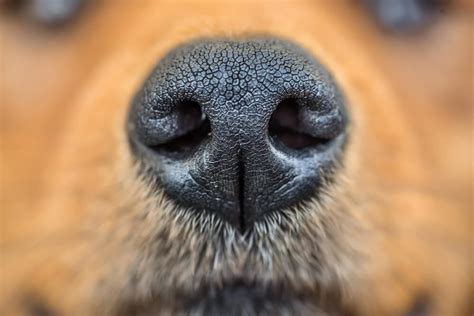 What Does It Mean If Your Dog Has a Dry Nose?