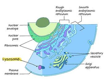 Lysosome: Definition, Structure & Function | Sciencing
