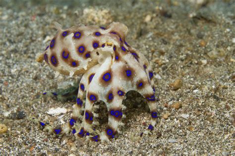 Blue-Ringed Octopus Facts