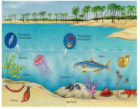 aquatic ecosystems clipart 10 free Cliparts | Download images on Clipground 2024