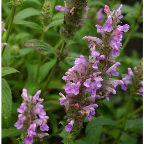 Flower seeds - Catmint