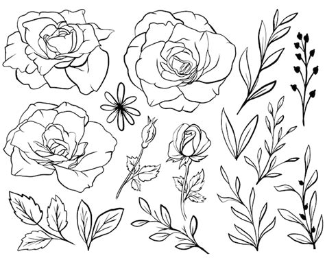 Free Vector | Rose Flower Line Art with Leaves Isolated