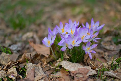 Darius synergy: First Flowers Of Spring Massachusetts - First Spring ...