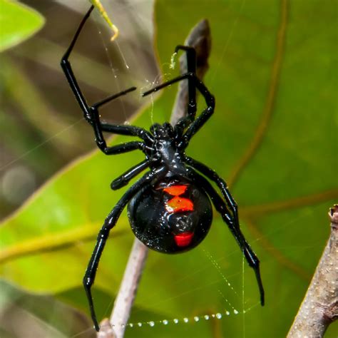 3 Venomous (Poisonous) Spiders Found in Ohio (2024) - Bird Watching HQ