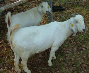 Goat Breeds Savanna – Goats