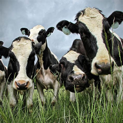 Holstein Cows Photograph by C. M. Yost