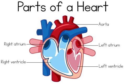 Human Heart Diagram For Kids Illustrations, Royalty-Free Vector Graphics & Clip Art - iStock