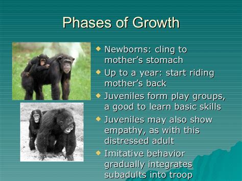 Primate Social Behavior