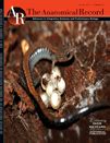 Embryonic Staging Table for a Direct‐Developing Salamander, Plethodon cinereus (Plethodontidae ...