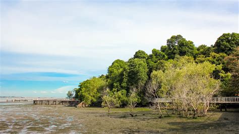 Pulau Ubin - Escape the Fast-paced City Life and Discover the Wonderful Secrets of Chek Jawa ...