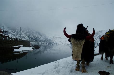 Yak infront of Tsomgo Lake ~ Sikkim - India Travel Forum | IndiaMike.com