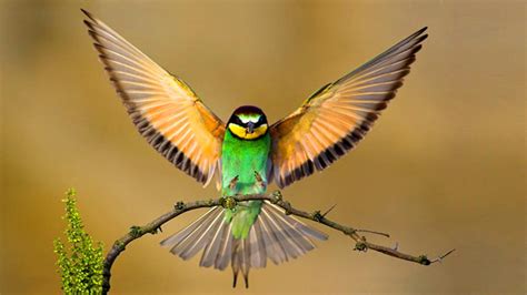 Bee-Eater with Wings Spread - Image Abyss