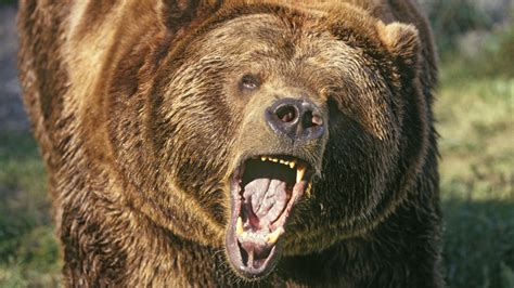 ‘Bear’ should roar, but beware unintended bite | Westpac Wire | Westpac