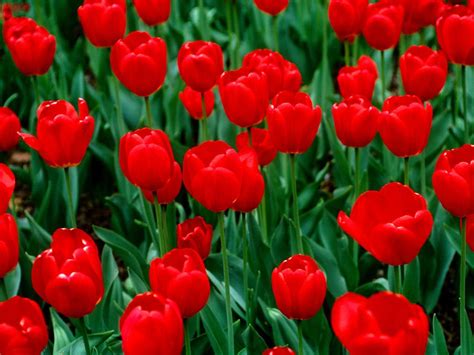 Beautiful Red Tulips | Red perennials, Red flower wallpaper, Tulips flowers