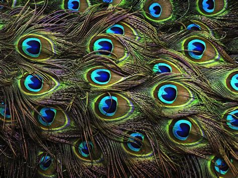 Wallpapers Of Peacock Feathers HD 2017 - Wallpaper Cave