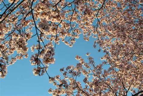 Photos: Cherry Blossoms at Arnold Arboretum | Jamaica Plain, MA Patch