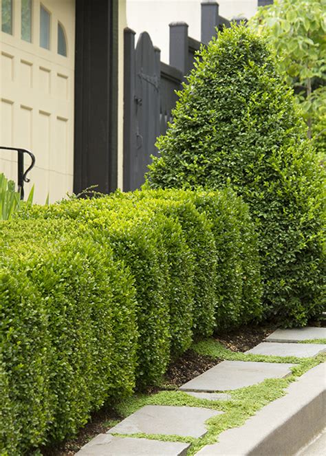 Boxwood Winter Care: How to avoid boxwood winter burn