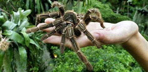 Goliath Bird Eating Spider - Australia | Giant spider, Spiders in ...