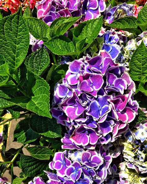 14 Beautiful Hydrangea Varieties