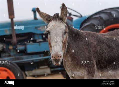 old donkey in farmyard with tractor Stock Photo - Alamy