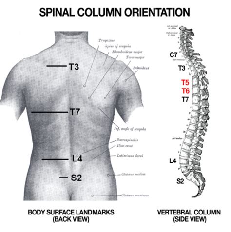 Average dimensions of the human back (anthropometry) - Biology Stack Exchange