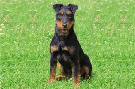 Jagd Terrier Puppies Breed information & Puppies for Sale