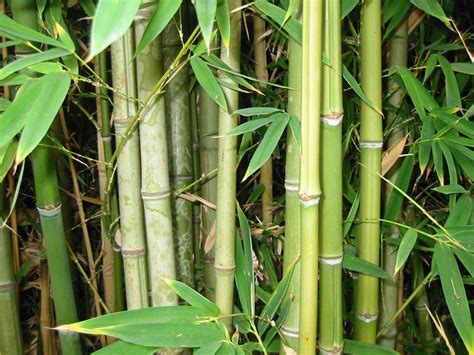 File:Bamboo Forest.jpg - Wikipedia