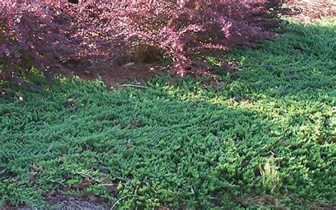 Blue Rug Juniper - 2.5 Quart - Groundcover, Coniferous - Junipers