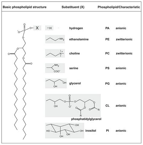 Functional Groups In Phospholipids : Table of Functional Group Priorities for Nomenclature ...