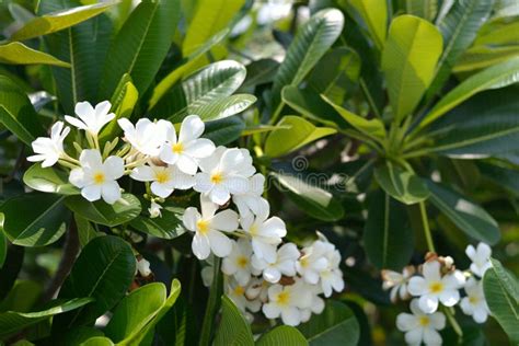 White Plumeria stock image. Image of white, natural, scent - 31536849