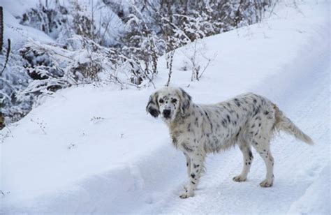 Dalmatian Golden Retriever Mix: The Amazing Goldmation