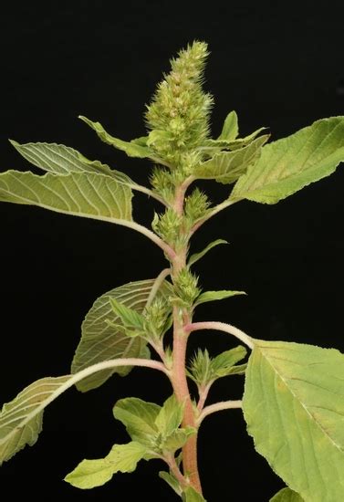 Pigweed Identification