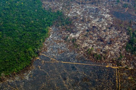 Amazon rainforest: deforestation at highest rate in more than a decade - Vox