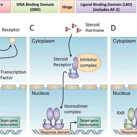 Human nuclear receptors and their ligands | Download Table