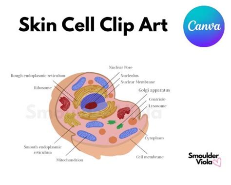 Skin Cell Clip Art, Illustration Image, Training Academy Image - Etsy