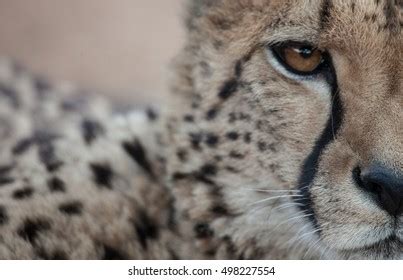 Close Cheetah Face Stock Photo 498227554 | Shutterstock