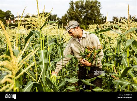 Farmer standing in a corn field, harvesting maize cobs Stock Photo - Alamy