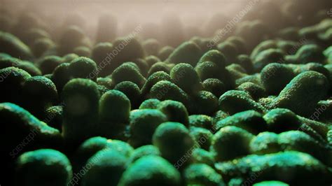 Prevotella bacteria, illustration - Stock Image - C024/9127 - Science ...