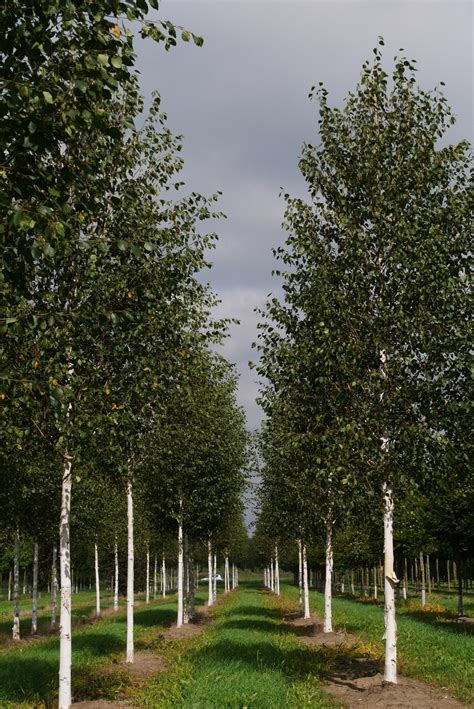 Betula utilis var. jacquemontii | White-barked Himalayan birch - Van den Berk Nurseries