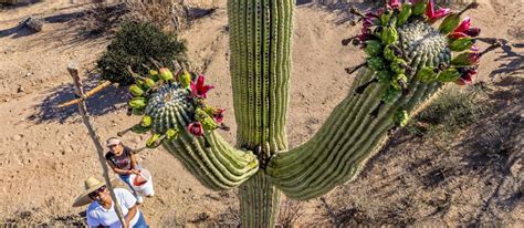 Saguaro Cactus Flower: Arizona State Flower | Discover Marana