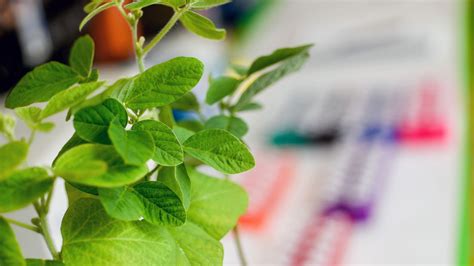 CRISPR Plants: New Non-GMO Method to Edit Plants - College of ...